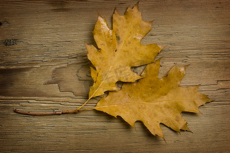 秋天木板背景摄影照片_旧木板上的秋叶