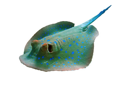 蓝斑黄貂鱼
