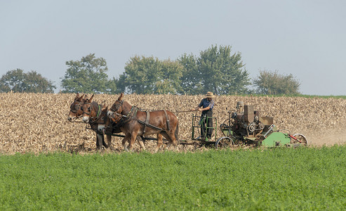 在一个阳光明媚的秋日，阿米什农民用 4 匹马拉着他的燃气收割机收割他的饲料作物