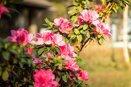 花园中粉色花朵的特写