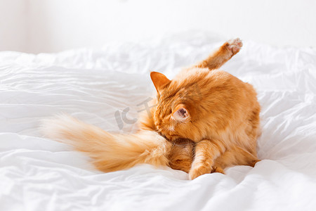 姜猫舔着，躺在床上。