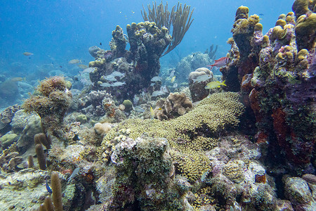 海底景观摄影照片_水下珊瑚礁景观