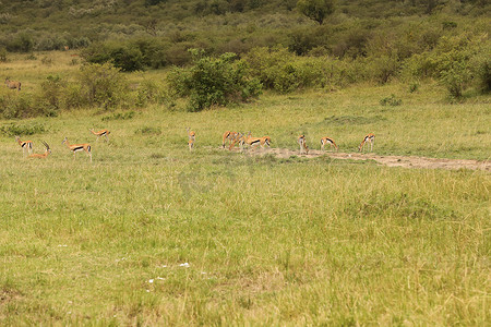 马赛马拉摄影照片_鹿在马赛马拉肯尼亚非洲