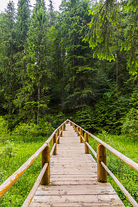 这座桥完全由木头制成，通向一片长满高大绿树的森林灌木丛。
