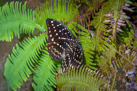 马来西亚热带雨林蝴蝶黄点棕翅