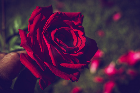 近景中美丽多彩的玫瑰