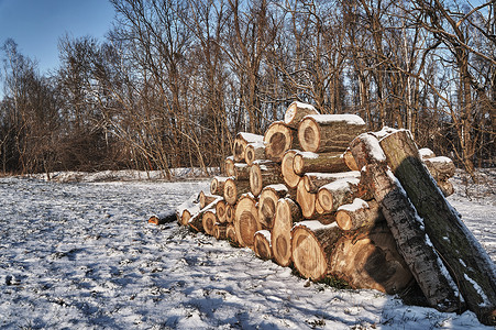 一堆砍木头在冬天
