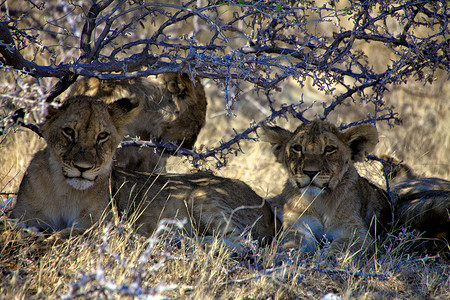 纳米比亚埃托沙国家公园树下的幼狮