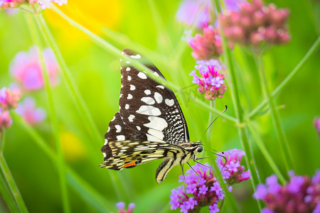 五颜六色的花上美丽的蝴蝶