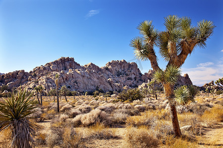 短叶丝兰摄影照片_丝兰 Brevifolia 莫哈韦沙漠约书亚树国家公园加州
