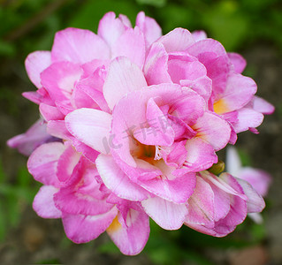 密集树叶摄影照片_密集的粉红色重瓣小苍兰花簇