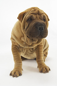 坐在白色背景下的可爱 Sharpei