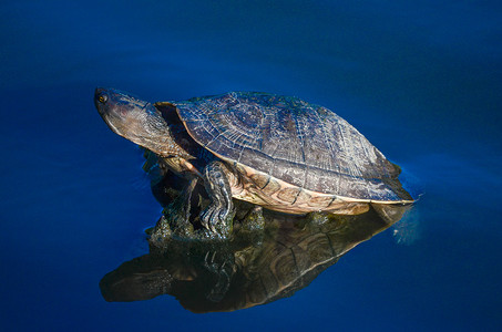池塘里的水龟 5