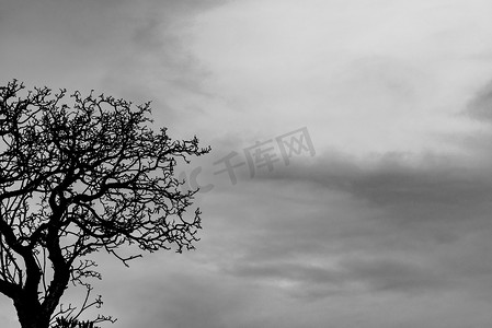在灰色的天空背景上现出轮廓死树和树枝。