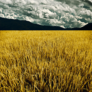 有山和云背景的金黄稻田，农业概念