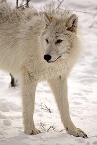 北极狼摄影照片_冬天的北极狼