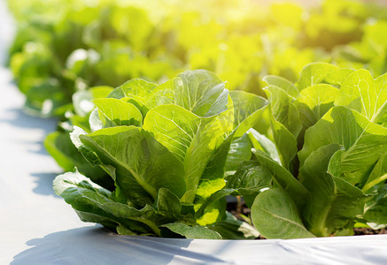 蔬菜摄影照片_绿色的新鲜树苗？cos 生菜有机农场在种植园、生产和栽培农业中收获绿叶、蔬菜菜园和健康食品概念。