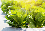 绿色的新鲜树苗？cos 生菜有机农场在种植园、生产和栽培农业中收获绿叶、蔬菜菜园和健康食品概念。