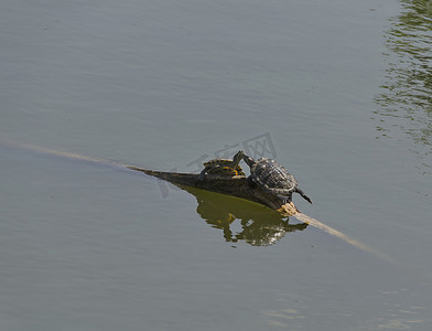两只乌龟或水龟在池塘倒下的树上做爱，索非亚