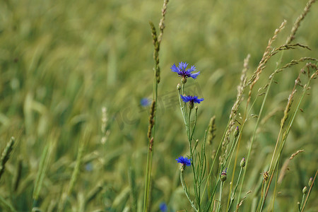 撒克逊瑞士田野上发现美丽的蓝色玉米花
