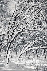 黑白积雪的冬天树