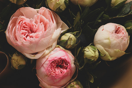 红色牡丹摄影照片_深色背景上的粉红玫瑰。
