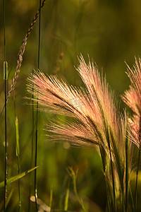 风景秀丽的萨斯喀彻温省的狐尾大麦头