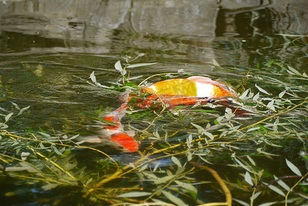 两条明亮的金鱼，柳枝间绿水中的装饰鲤鱼