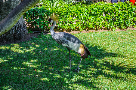 特内里费岛 Loro Parque 草地背景上的冠鹤，
