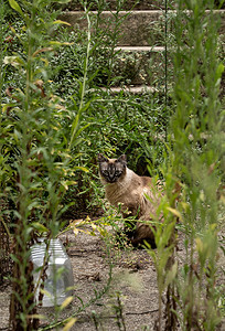 流浪猫透过葡萄牙维塞乌杂草丛生的花园和院子