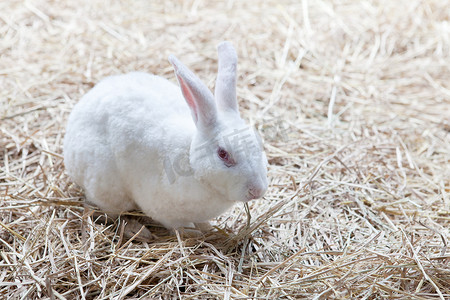 干草上的白兔