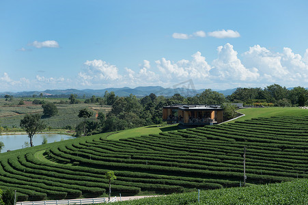 茶园风景