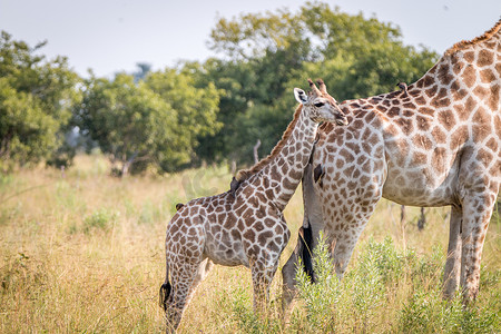 一只小长颈鹿与母亲亲密无间。