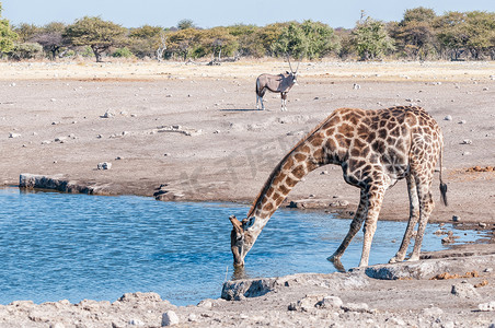 纳米比亚长颈鹿与大羚羊一起喝水