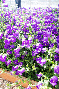 摇铃铛摄影照片_紫色的风铃花。