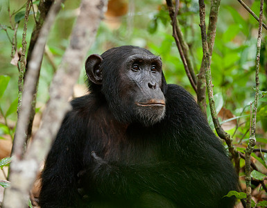 野生黑猩猩肖像