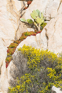 撒丁岛岛上的仙人掌和岩石植物