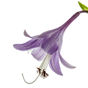 背景紫色花摄影照片_紫玉簪 (funkia) 的花，在白色背景上被隔离