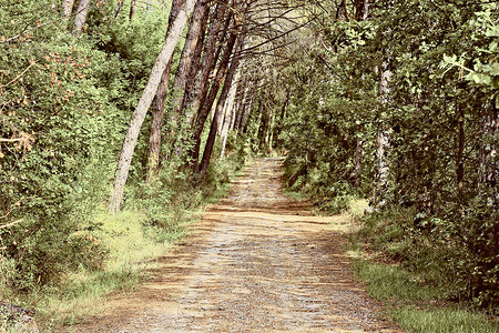 林间小路