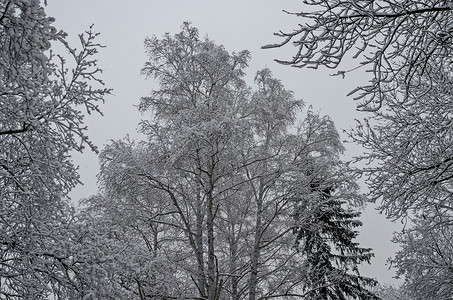 Bankya 冬季公园雪顶树的壮丽景色