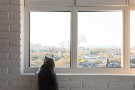 大灰猫饶有兴趣地看着外面的窗户