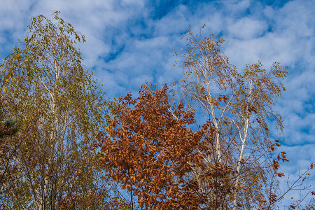 风树叶风摄影照片_秋天的树