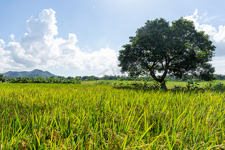 水稻草甸和树