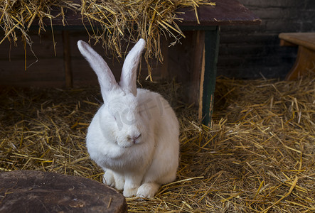 白兔眼睛摄影照片_稻草上的大白兔动物