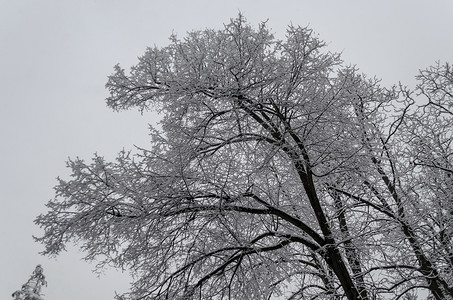 Bankya 冬季公园雪顶树的壮丽景色