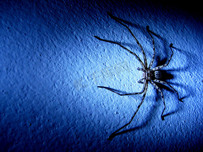 有害毒素摄影照片_蓝色调墙上的蜘蛛