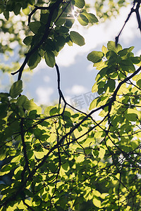 菩提树的叶子在整个夏天被阳光照亮。