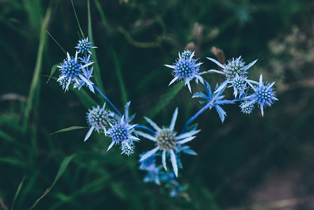 刺桐花摄影照片_蓝刺桐花