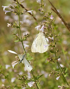 大白蝴蝶在草地上吮吸花蜜