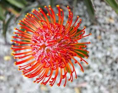 鲜花渐变摄影照片_渐变橙红色普罗蒂亚 - Leucospermum cordifolium